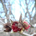 Parrotia persica bouton